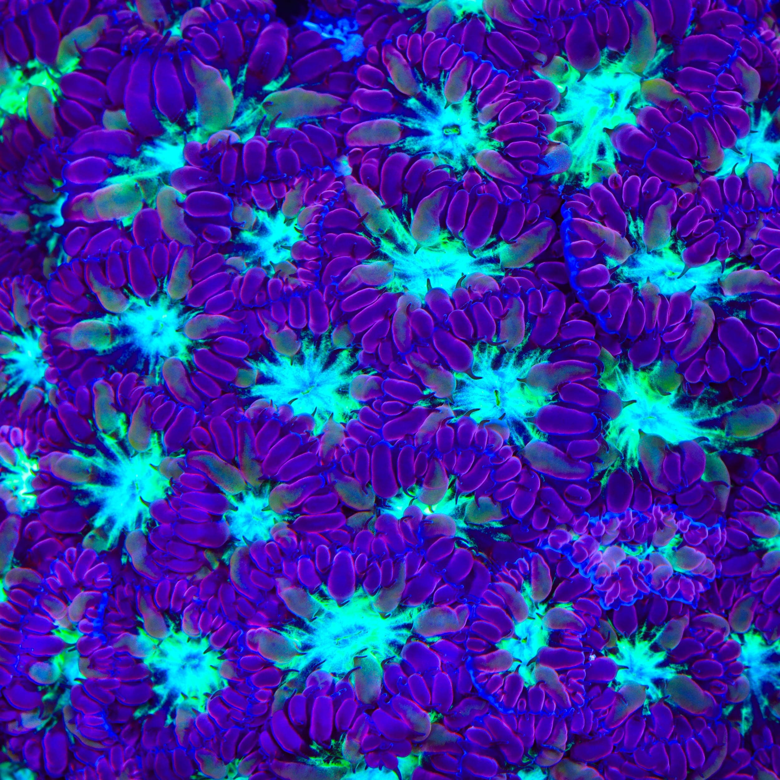 monsters inc introduction TSA Monsters Inc Merletti Blastomussa Coral – Top Shelf Aquatics