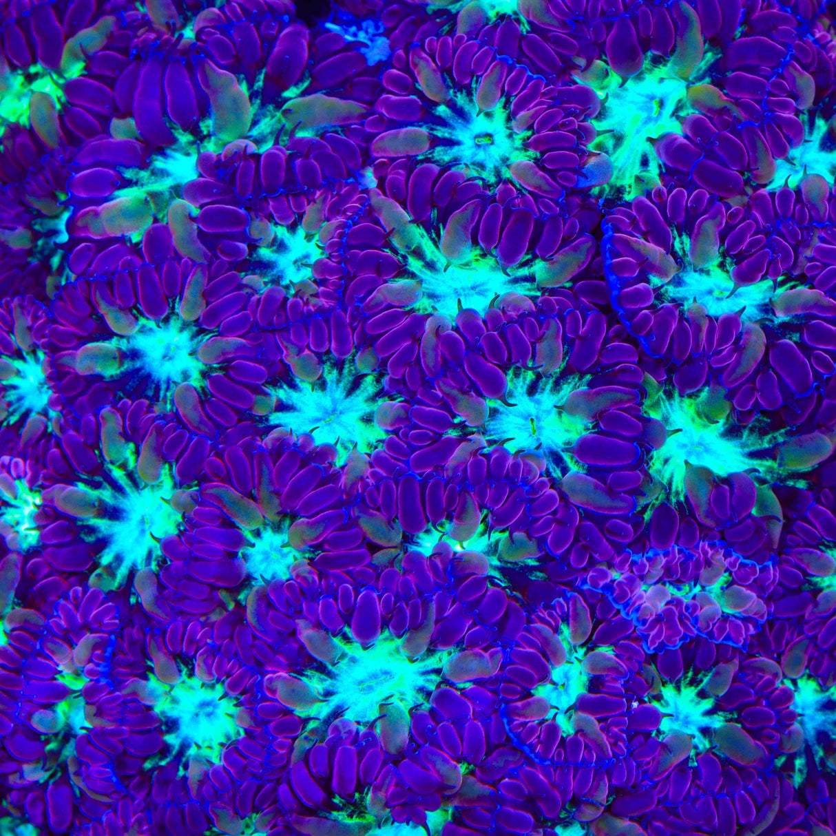 TSA Monsters Inc Merletti Blastomussa Coral