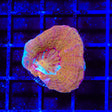TSA Moon Sugar Bowerbankii Coral