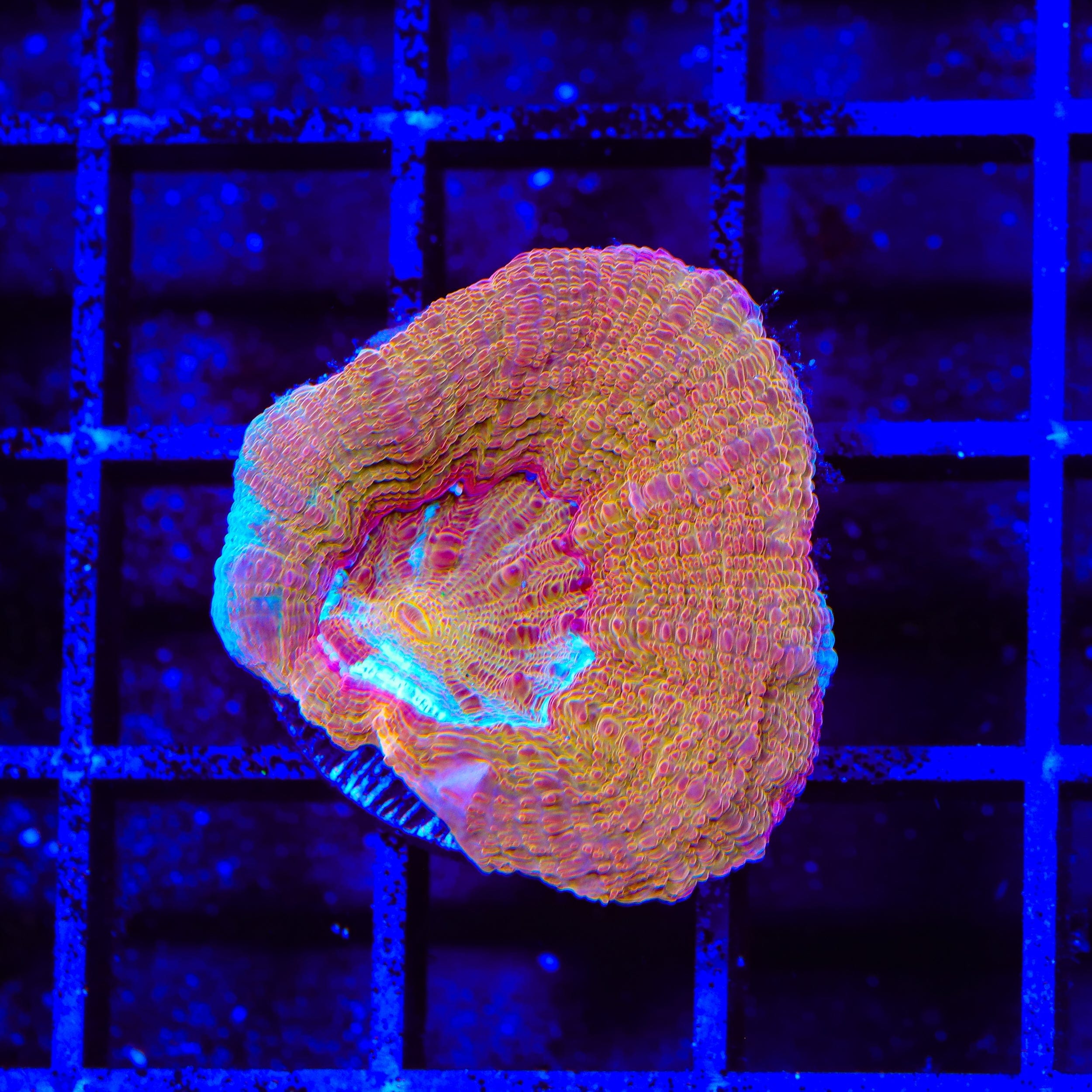 TSA Moon Sugar Bowerbankii Coral