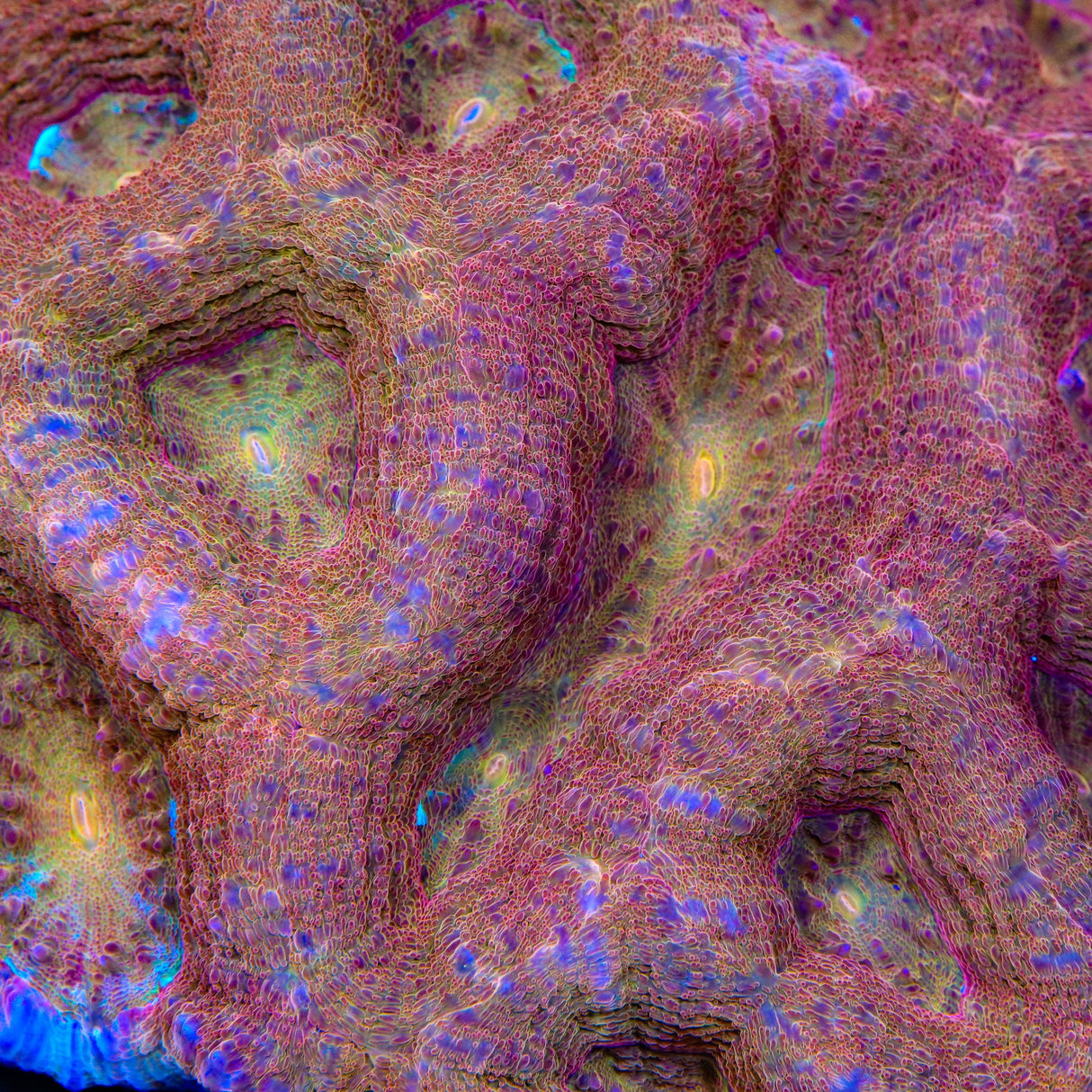 TSA Moon Sugar Bowerbankii Coral