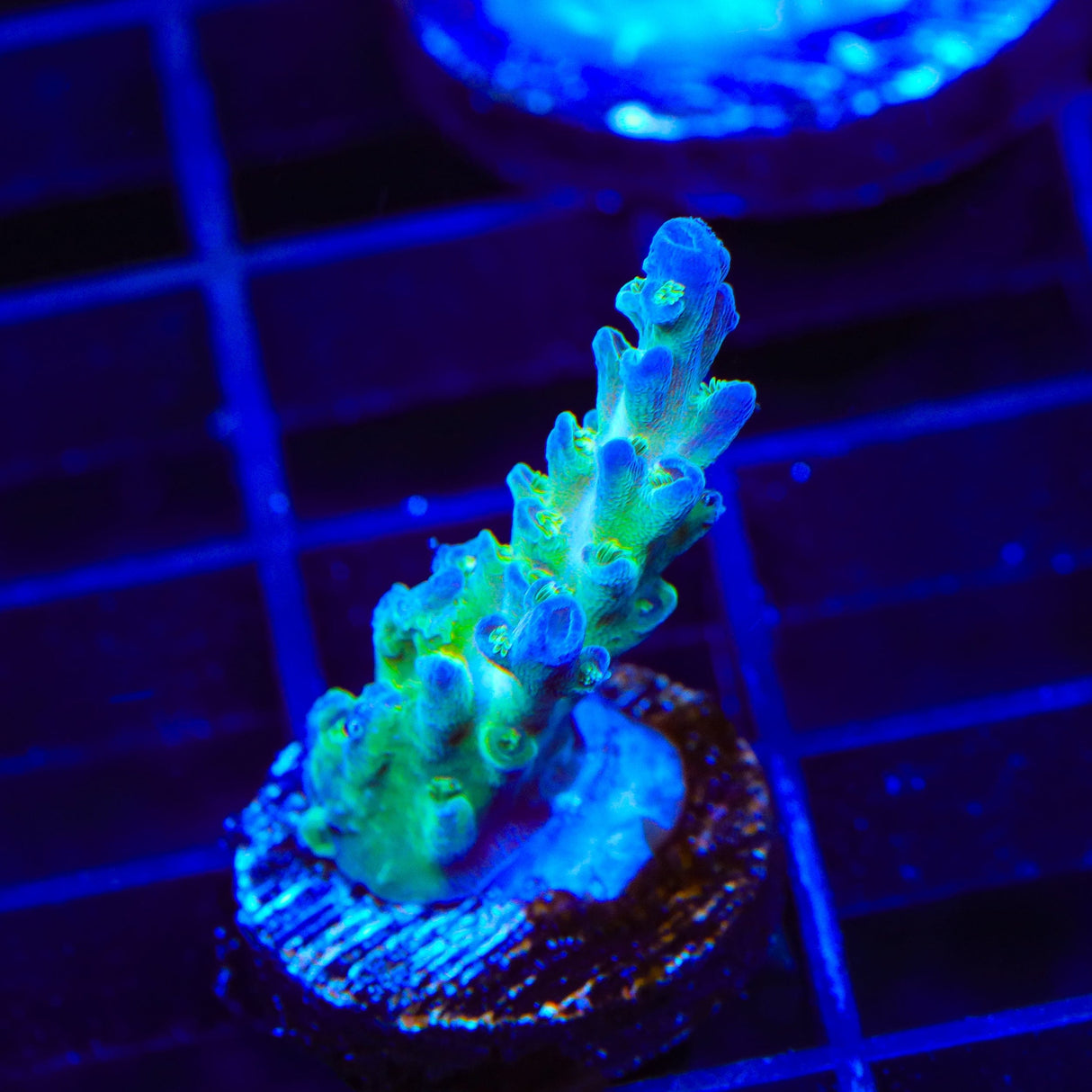 TSA Mossberry Acropora Coral