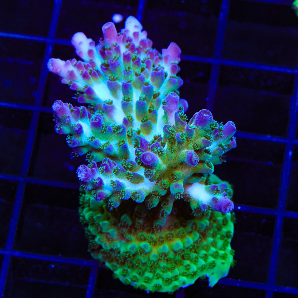 TSA Mossberry Acropora Coral