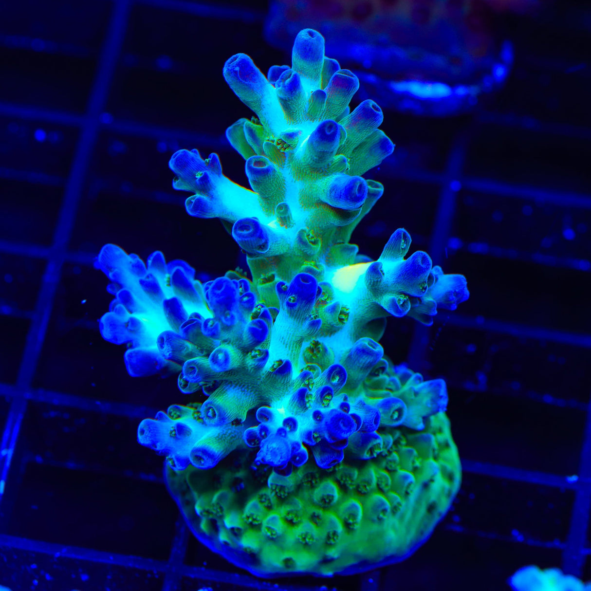 TSA Mossberry Acropora Coral