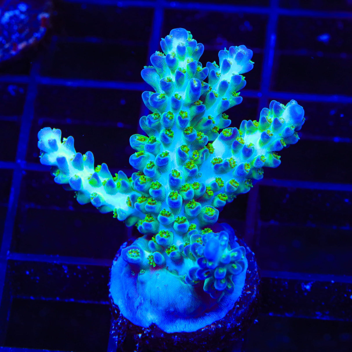 TSA Mossberry Acropora XL Frag Coral