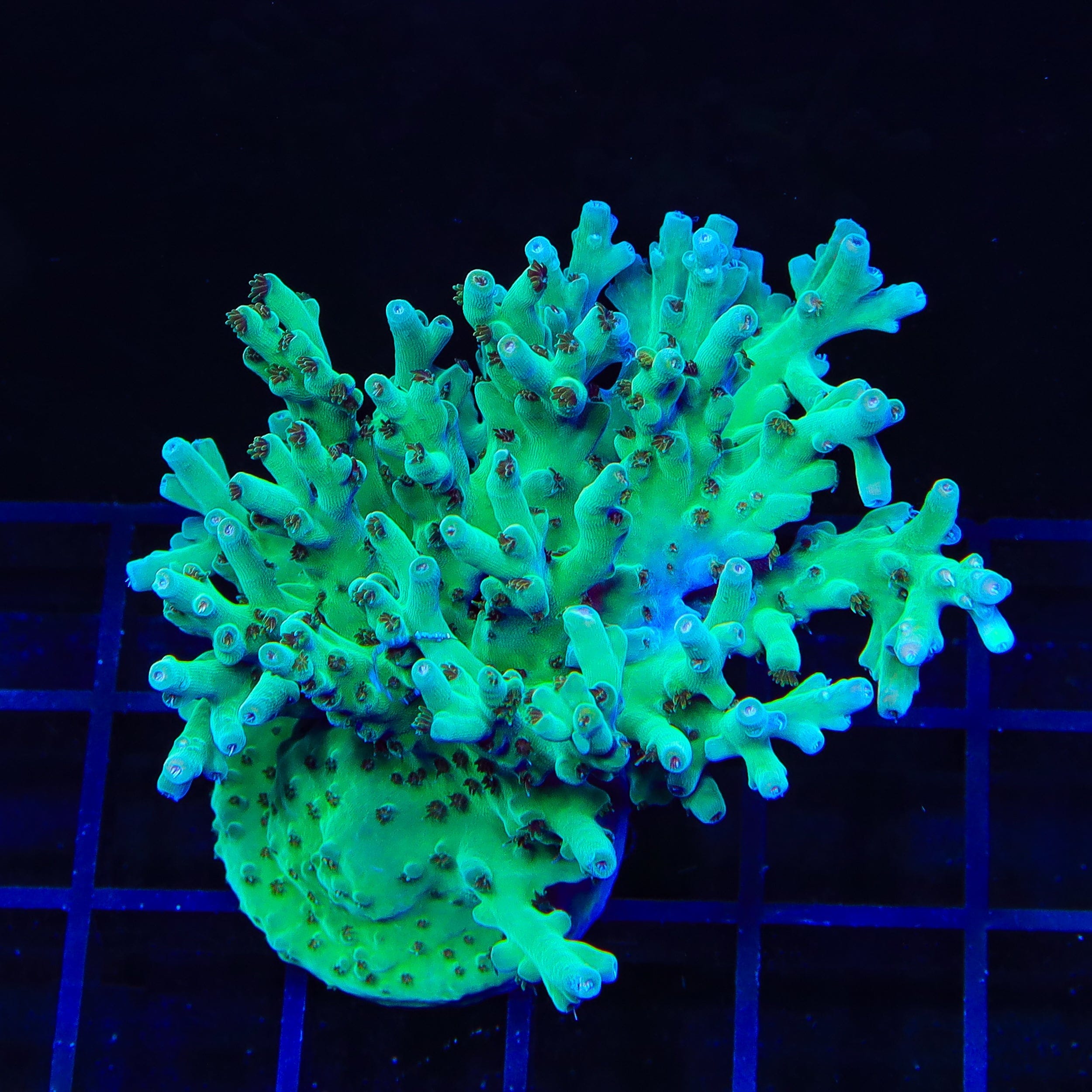 TSA Mr Meeseeks Acropora Colony Coral
