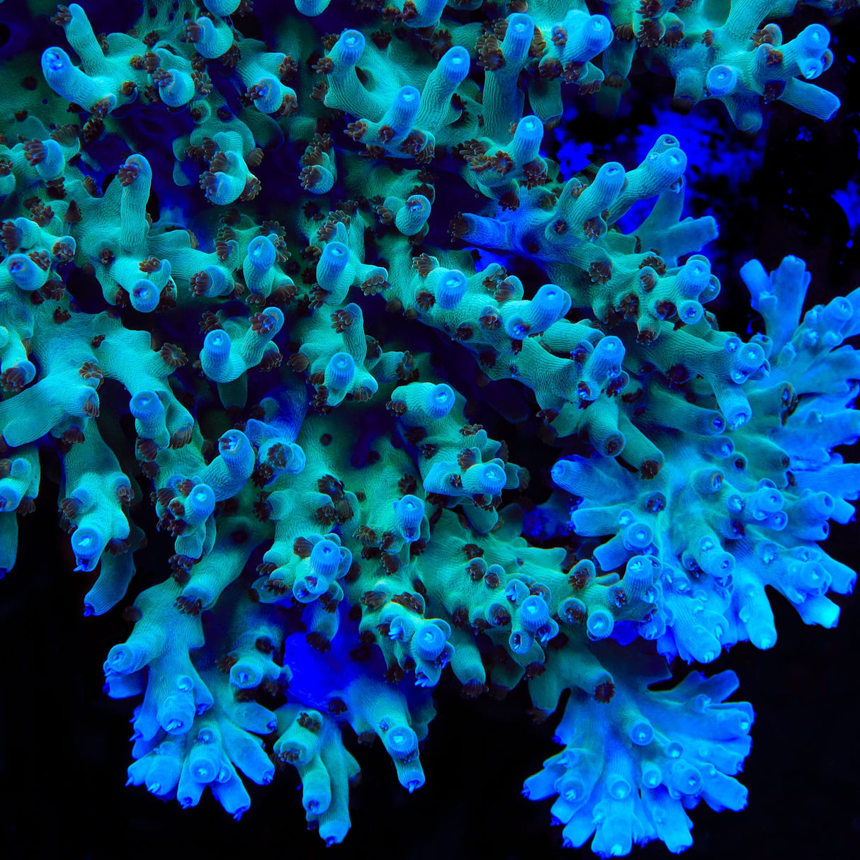 TSA Mr Meeseeks Acropora Coral