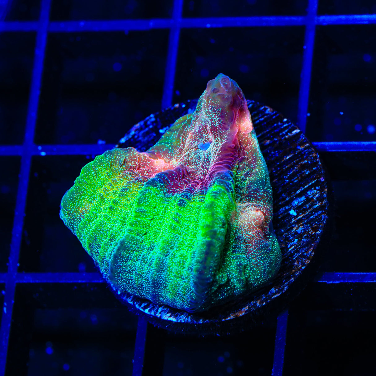 TSA My Chemical Romance Chalice Coral