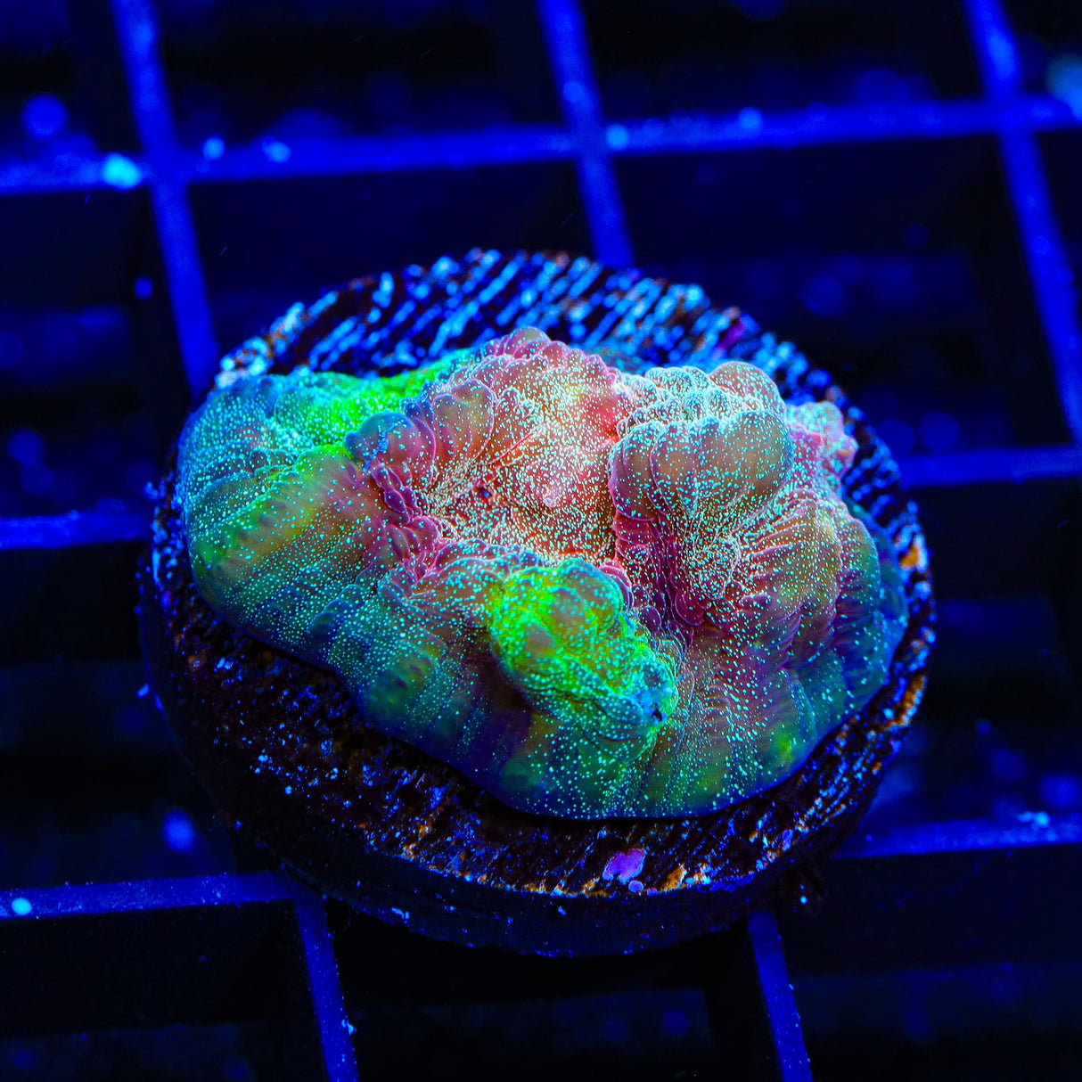 TSA My Chemical Romance Chalice Coral