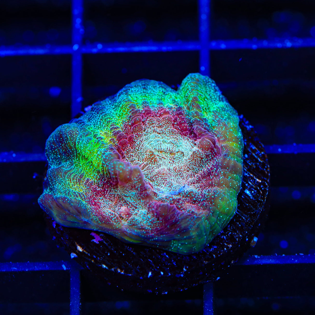 TSA My Chemical Romance Chalice Coral