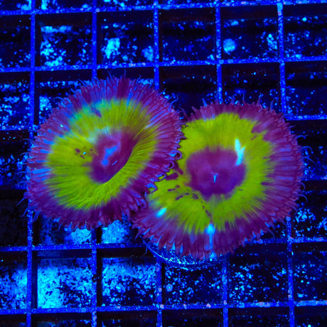 TSA Mystic Ivy Palythoa Grandis Coral