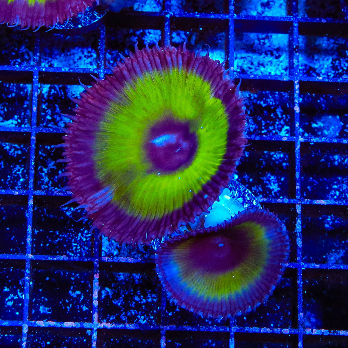 TSA Mystic Ivy Palythoa Grandis Coral