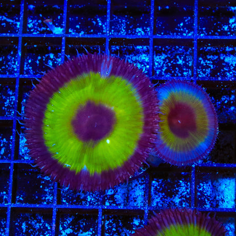 TSA Mystic Ivy Palythoa Grandis Coral