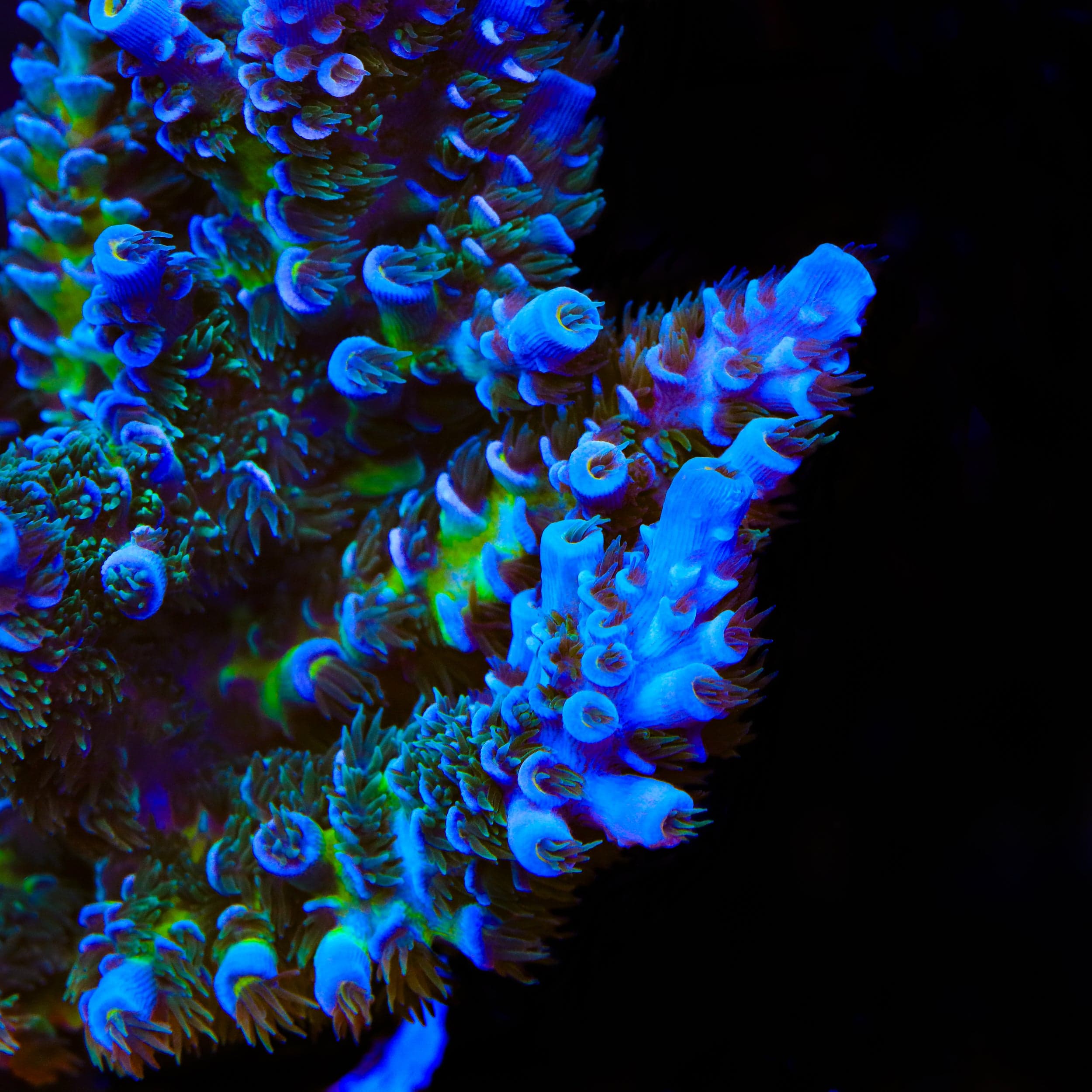 AQUA Coral出品ページ TSA Mystique Acropora Coral – Top Shelf Aquatics
