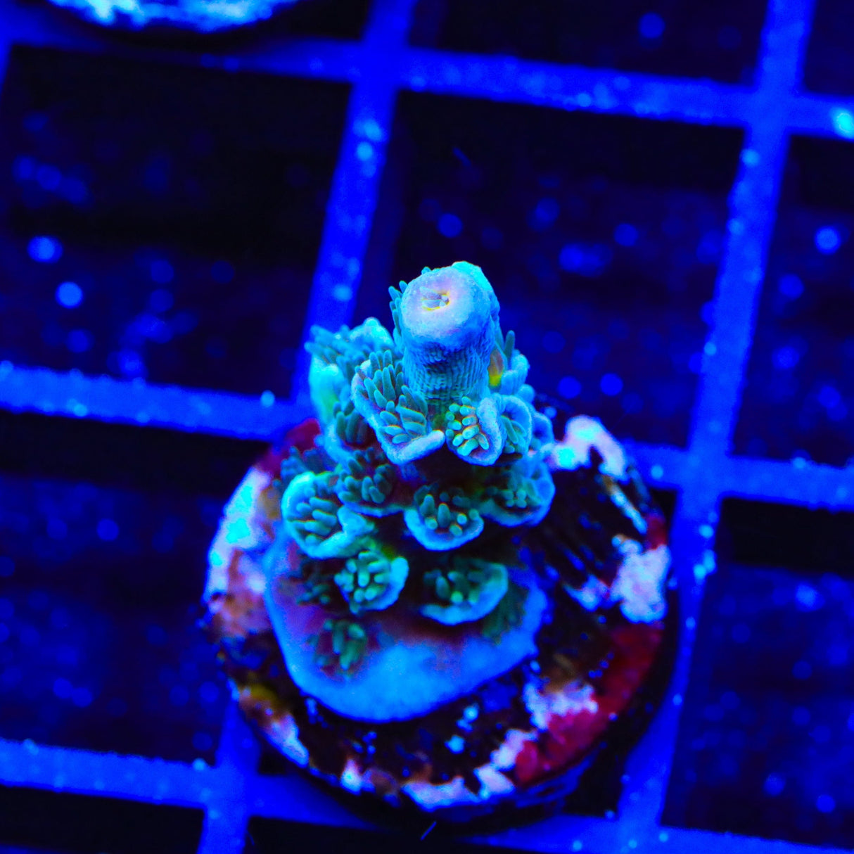 TSA Mystique Acropora Coral