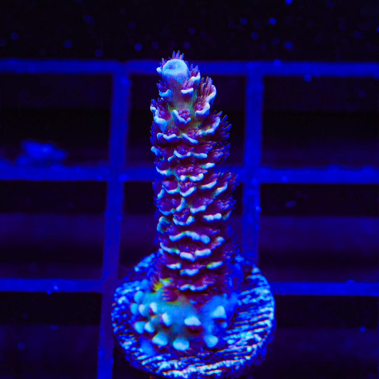 TSA Nebula Tenuis Acropora Coral