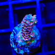 TSA Nebula Tenuis Acropora Coral