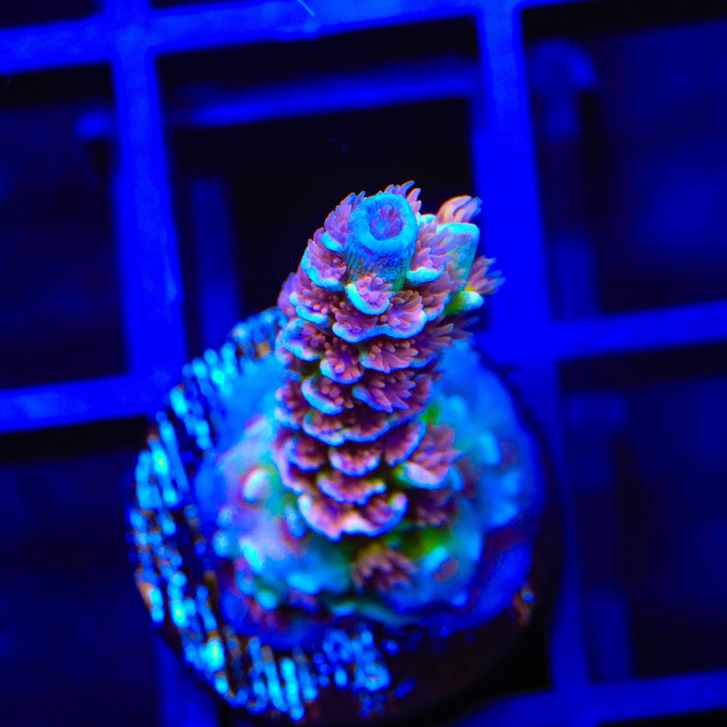 TSA Nebula Tenuis Acropora Coral