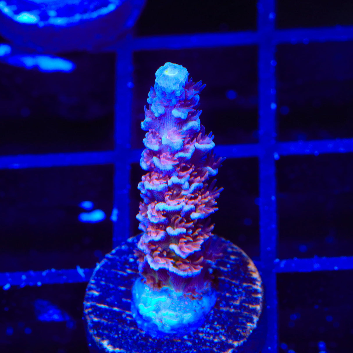 TSA Nebula Tenuis Acropora Coral