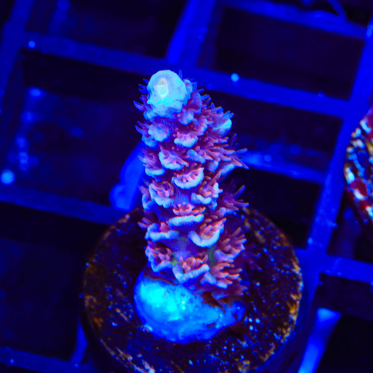 TSA Nebula Tenuis Acropora Coral
