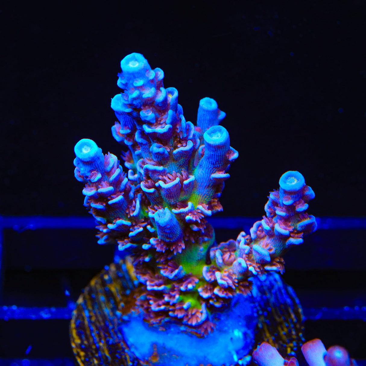 TSA Nebula Tenuis Acropora XL Frag Coral