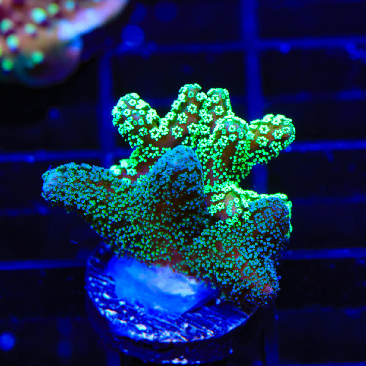 TSA Neon Green and Bird of Paradise Coral