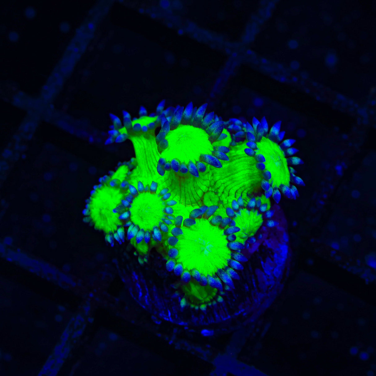 TSA Neon Highlighter Goniopora Coral