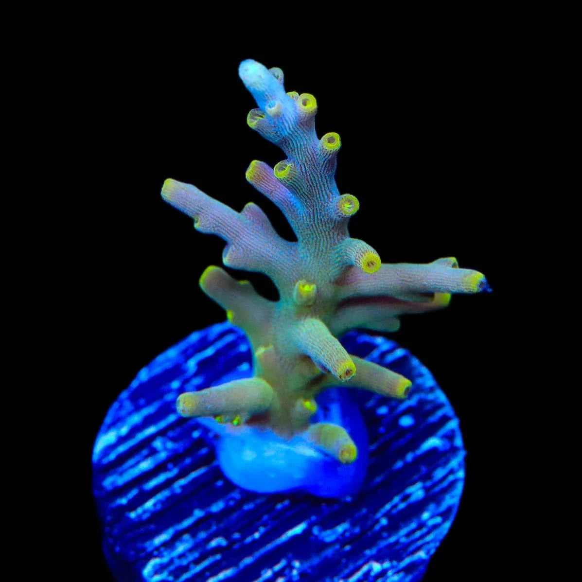 TSA Neon Nectar Acropora Coral