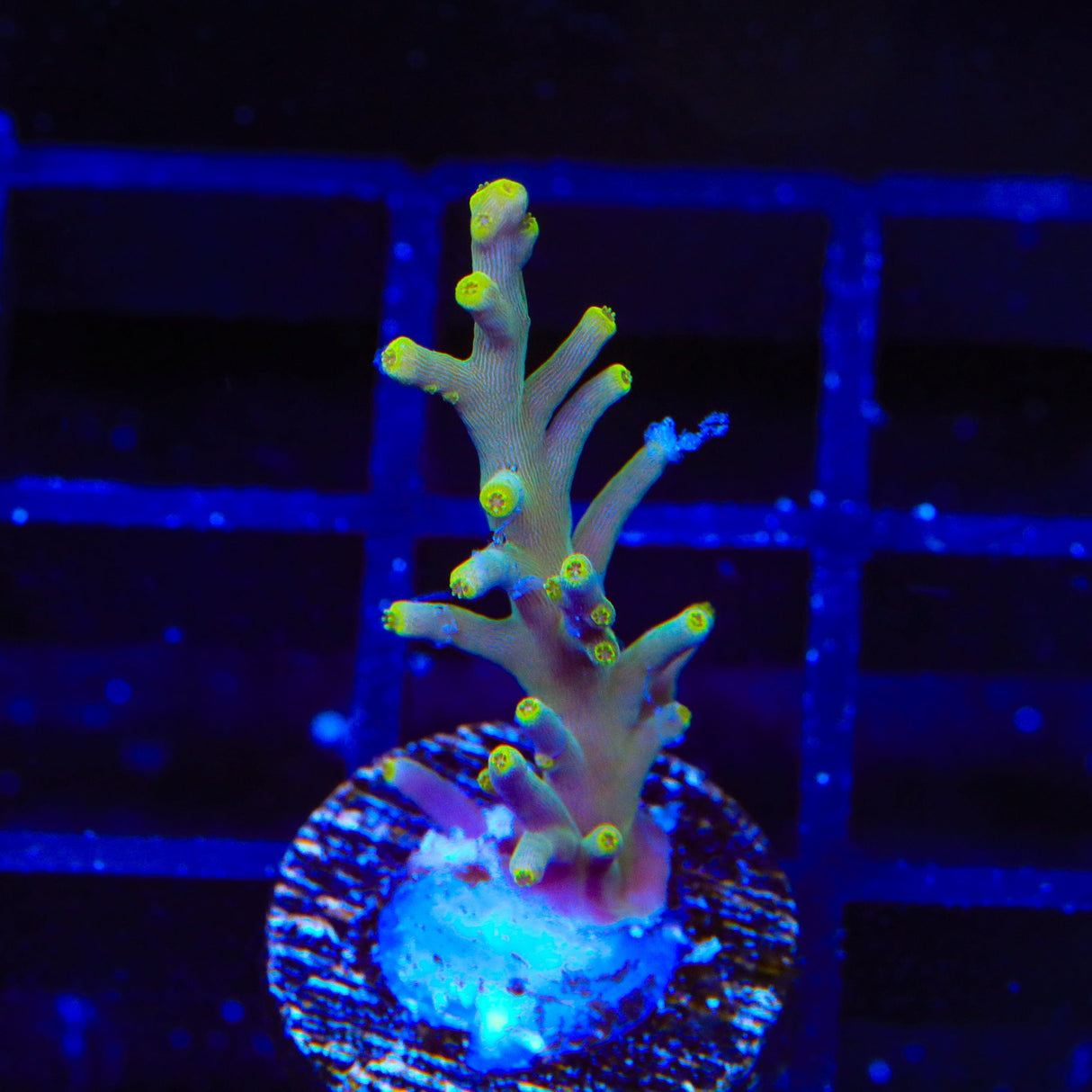 TSA Neon Nectar Acropora Coral