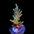 TSA Neon Nectar Dragon Acropora Coral