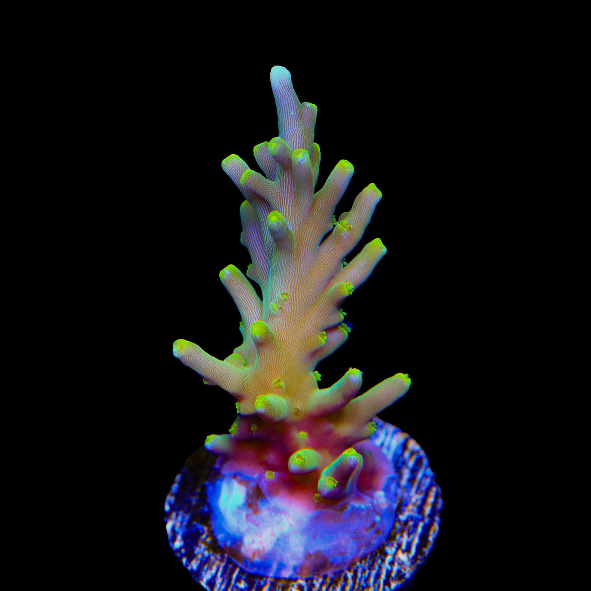 TSA Neon Nectar Dragon Acropora Coral