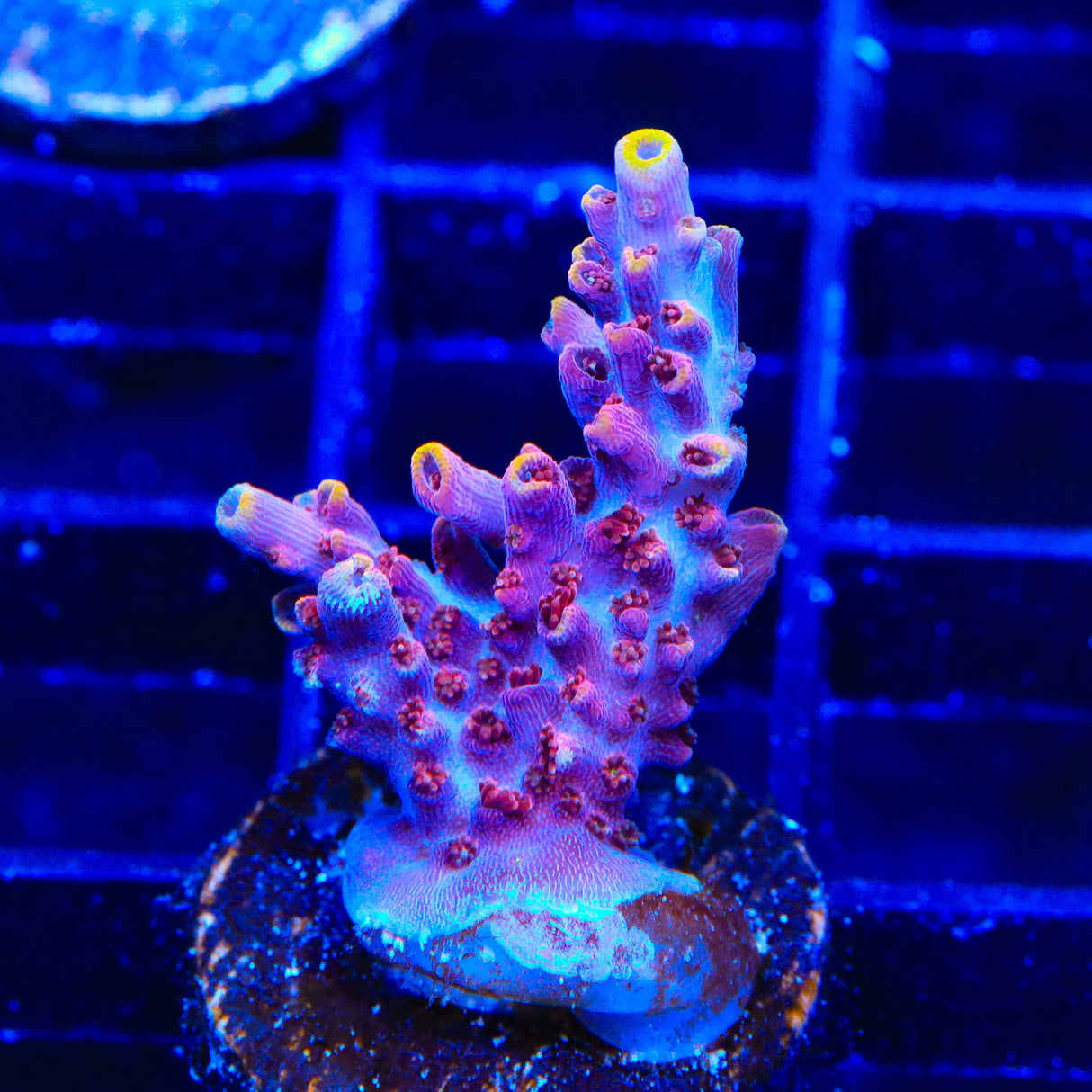 TSA Nightshade Acropora Coral