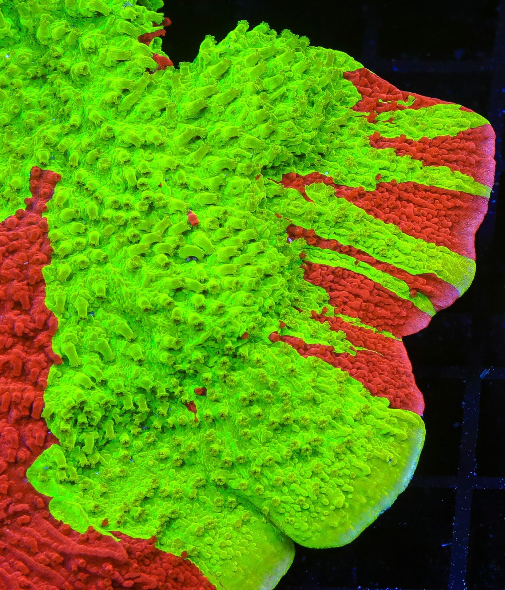 TSA Nuclear Fusion Montipora Cap Coral – Top Shelf Aquatics
