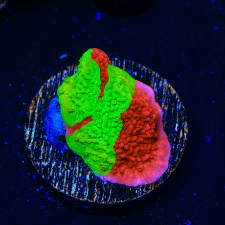 TSA Nuclear Fusion Montipora Cap Coral