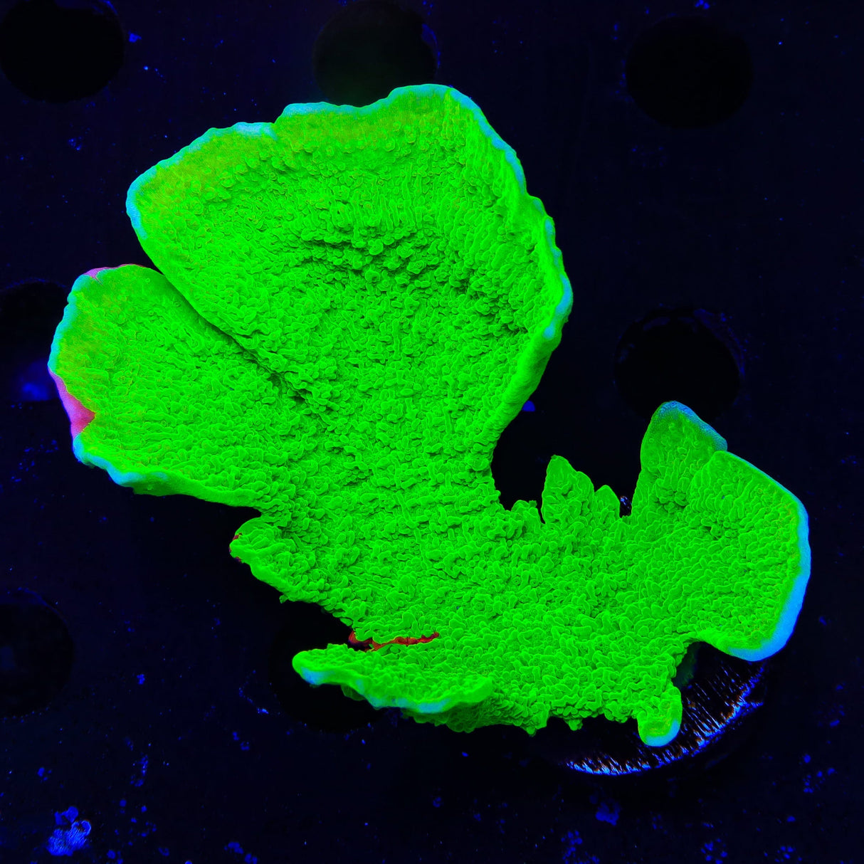 TSA Nuclear Fusion Montipora Cap XL Frag Coral