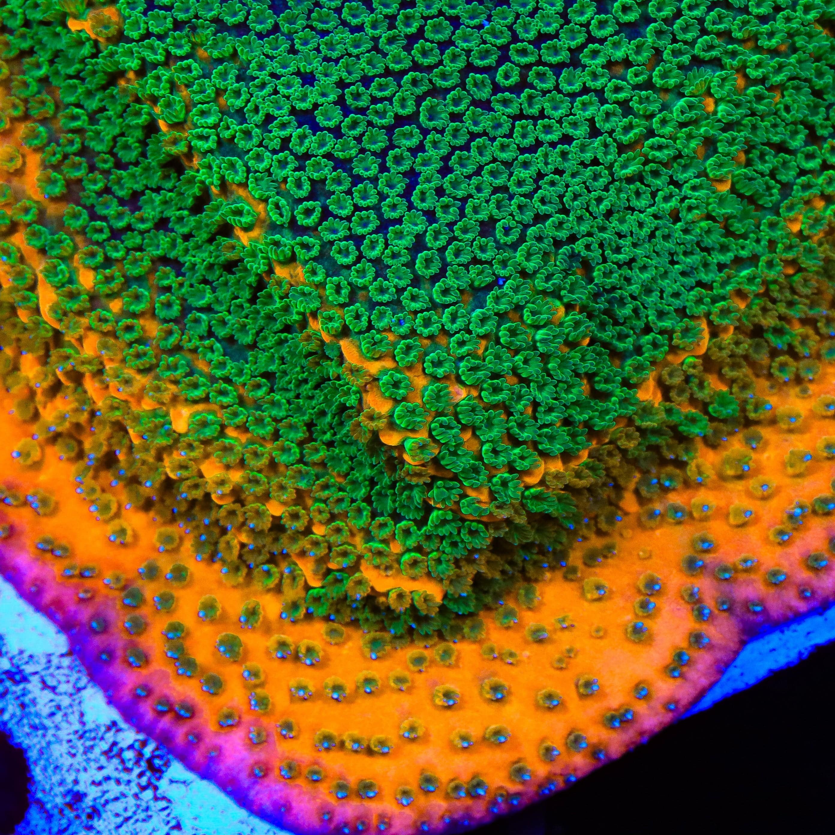 TSA Oompa Loompa Montipora Coral – Top Shelf Aquatics