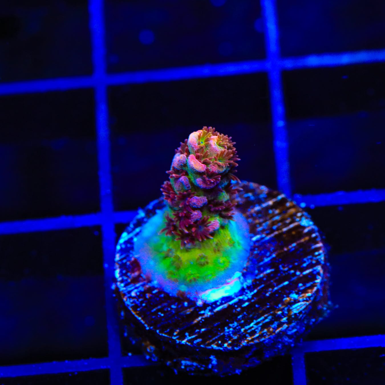 TSA Optimus Prime Acropora Coral