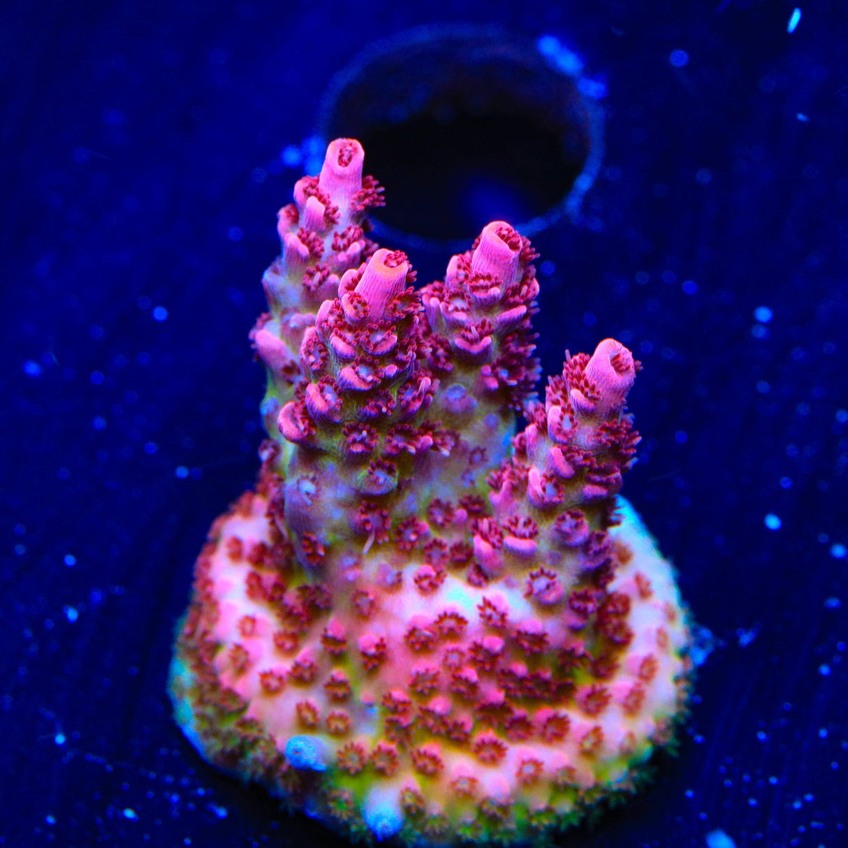 TSA Optimus Prime Acropora Coral