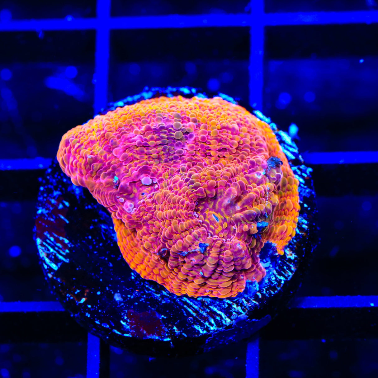 TSA Orange Blast Echinata Coral