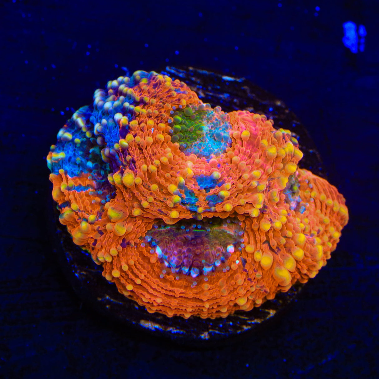 TSA Orange Crush Echinata Coral