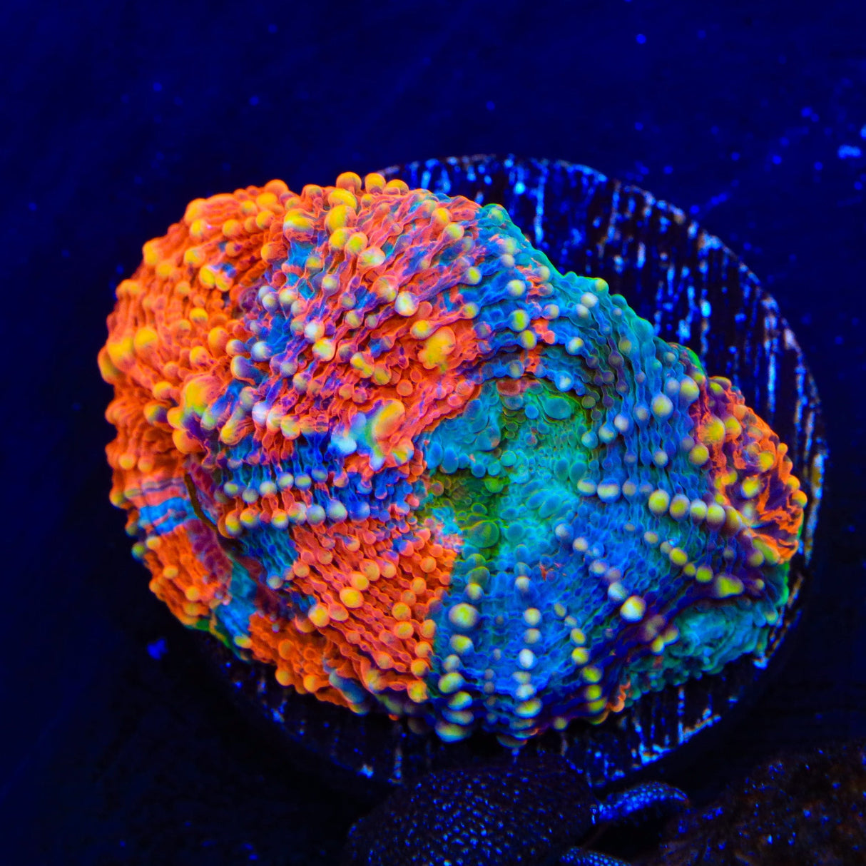 TSA Orange Crush Echinata Coral