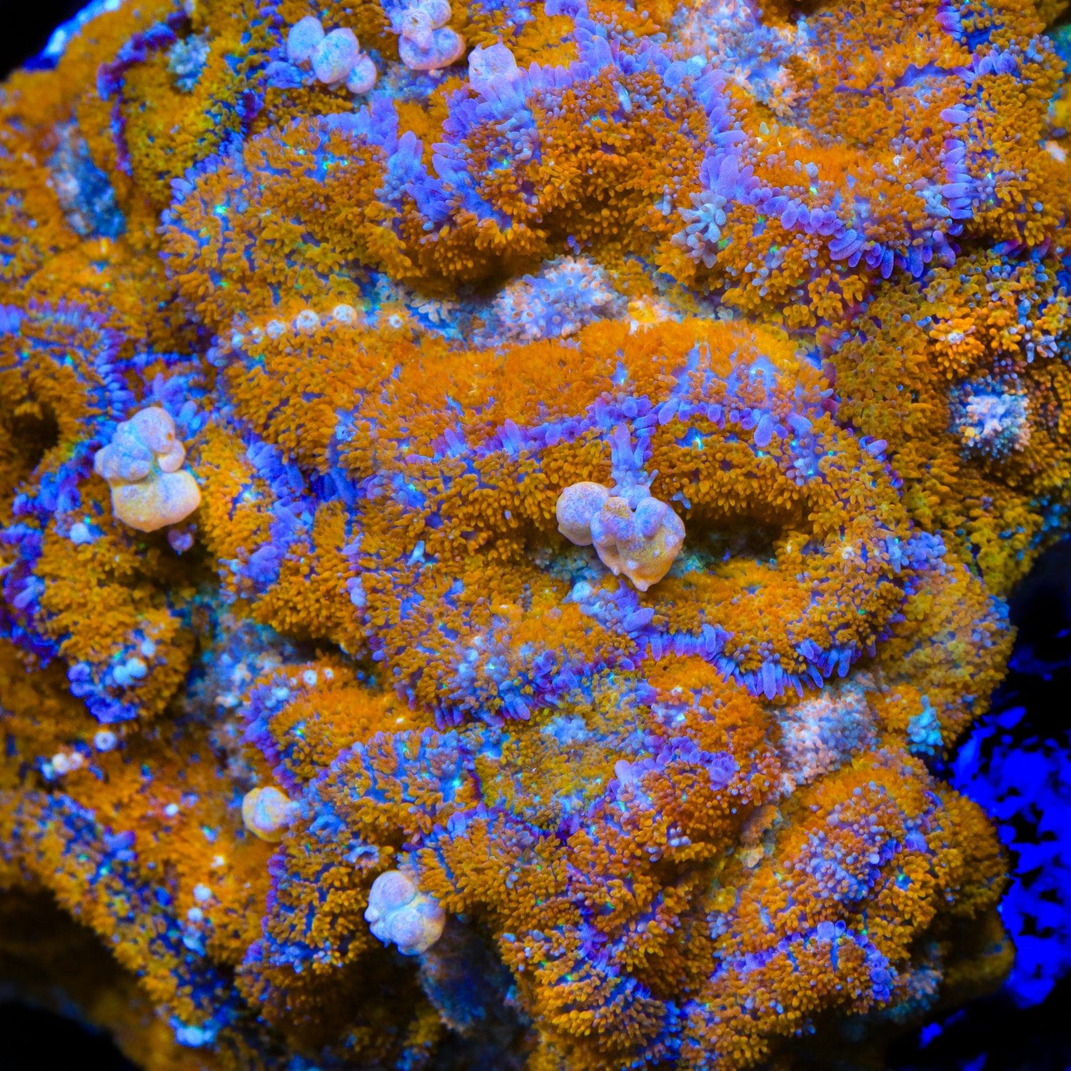 TSA Orange Smash Bounce Mushroom Coral – Top Shelf Aquatics