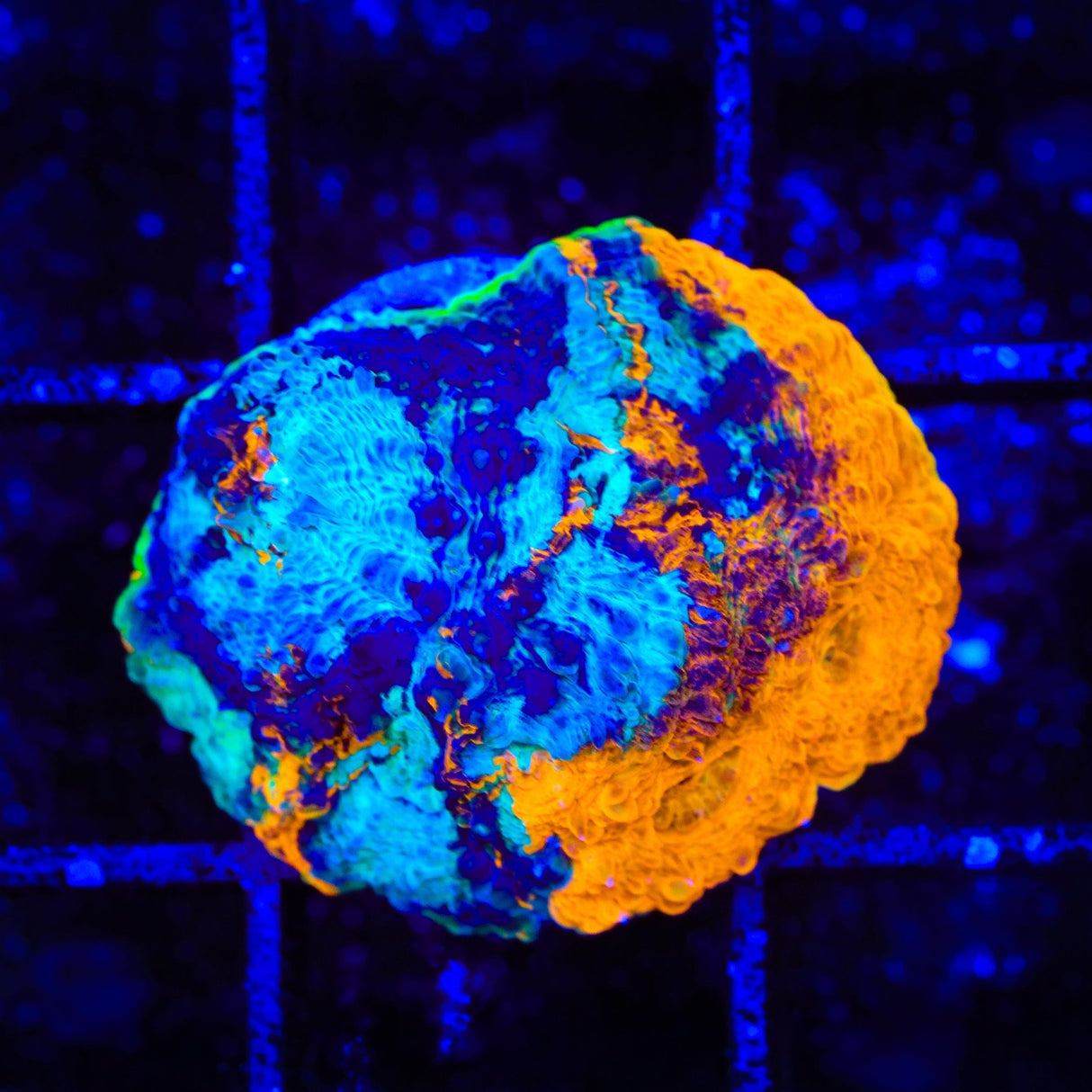 TSA Orange Splash Echinata Coral