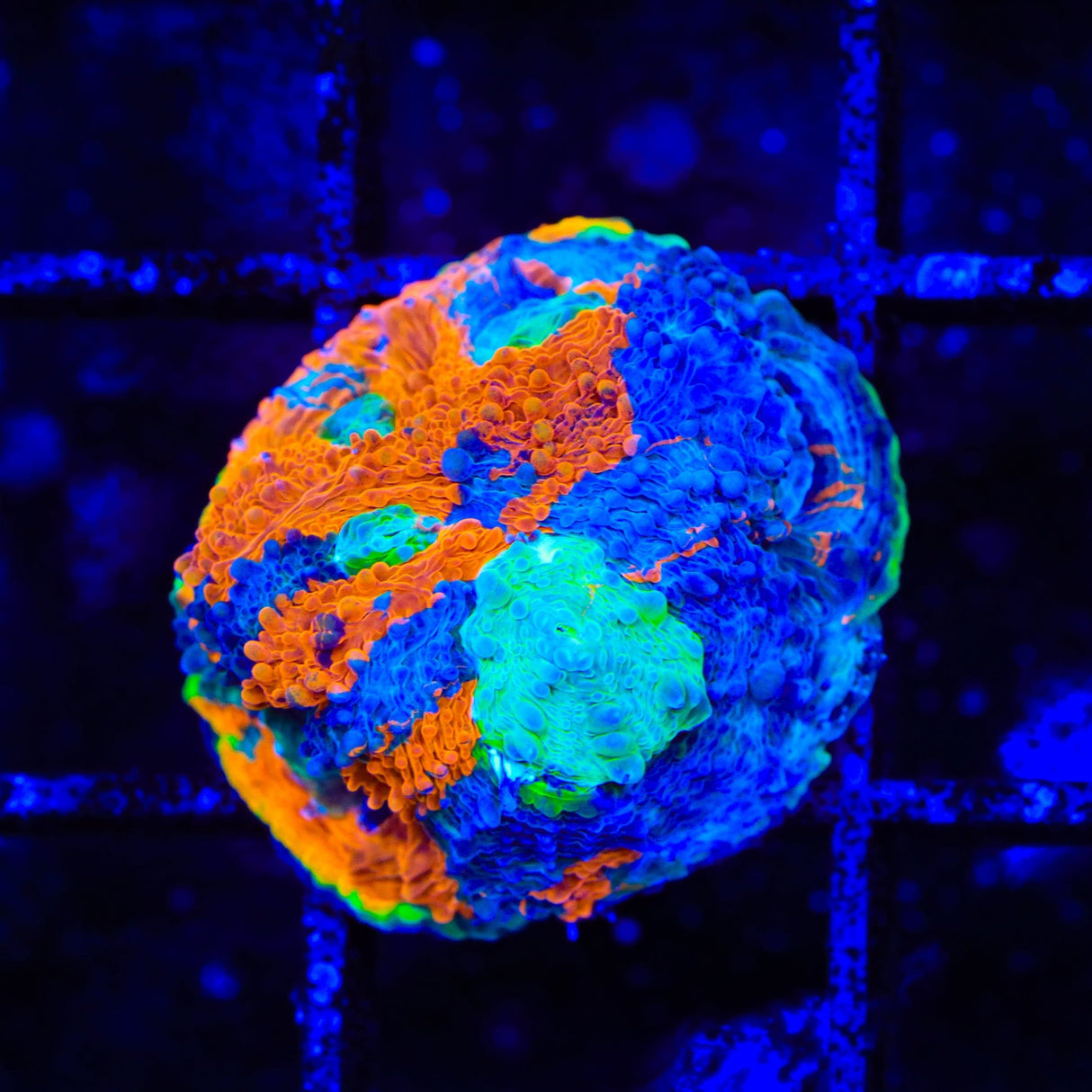 TSA Orange Splash Echinata Coral