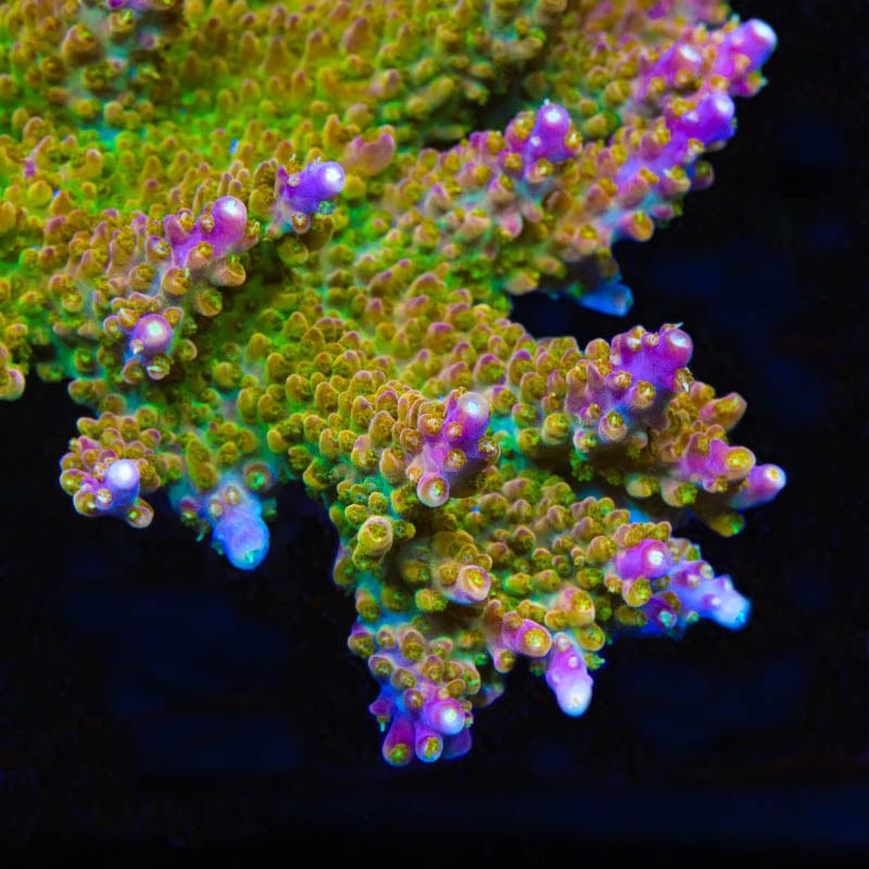 TSA Orangesicle Acropora Coral – Top Shelf Aquatics