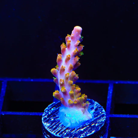 TSA Orangesicle Acropora Coral