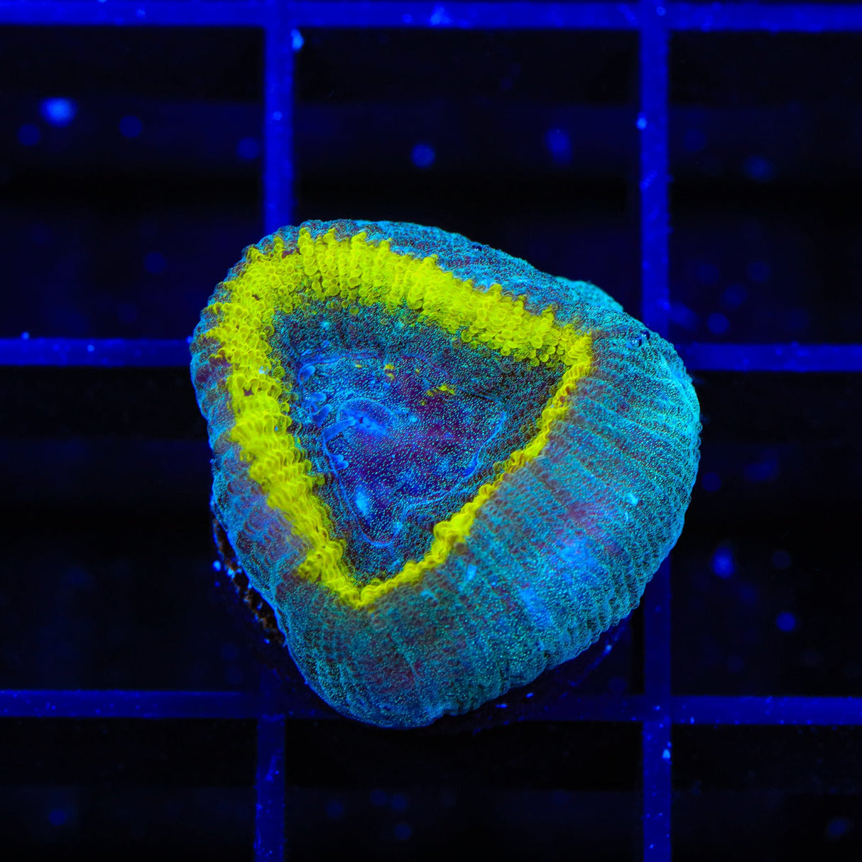 TSA Out of Bounds Favia Coral