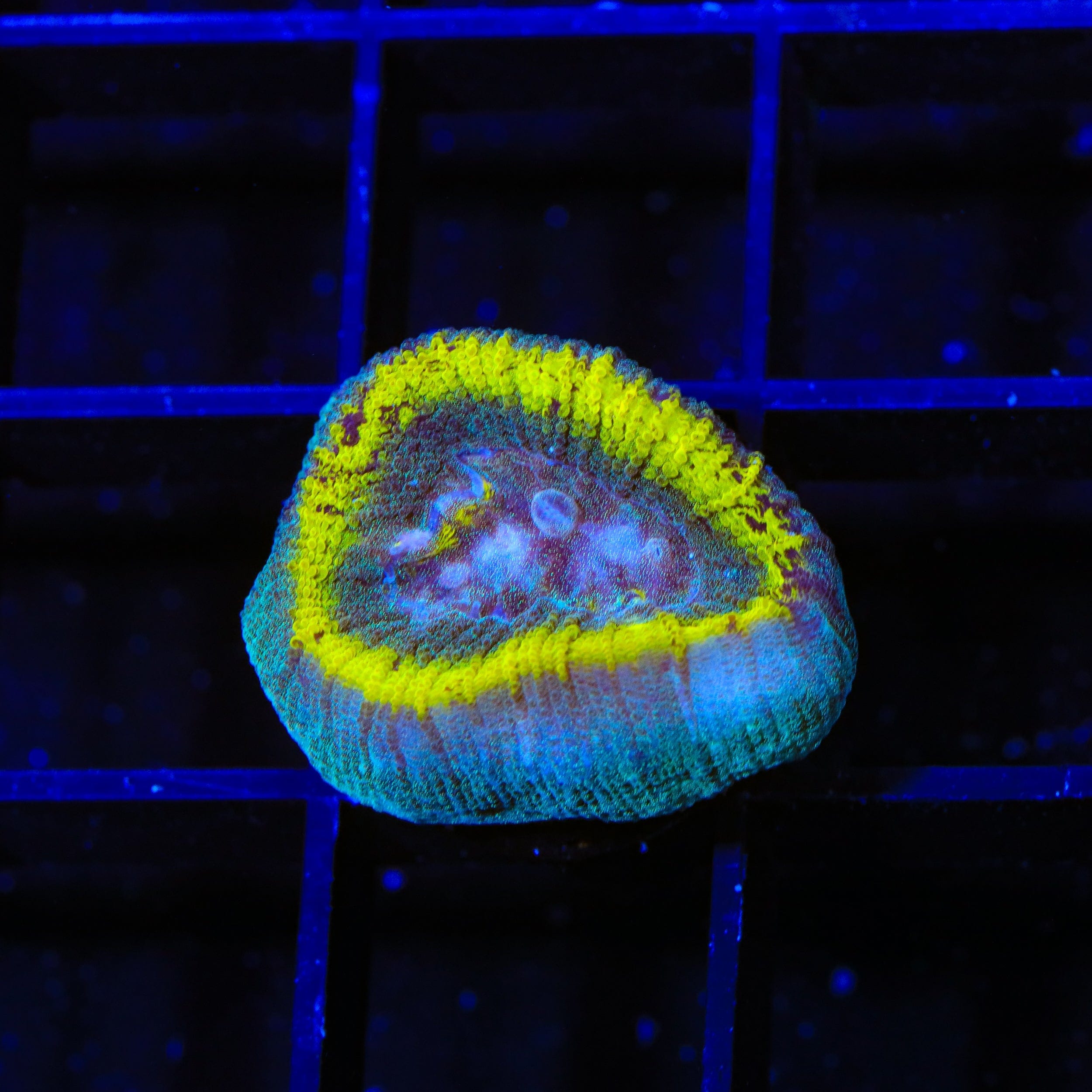 TSA Out of Bounds Favia Coral