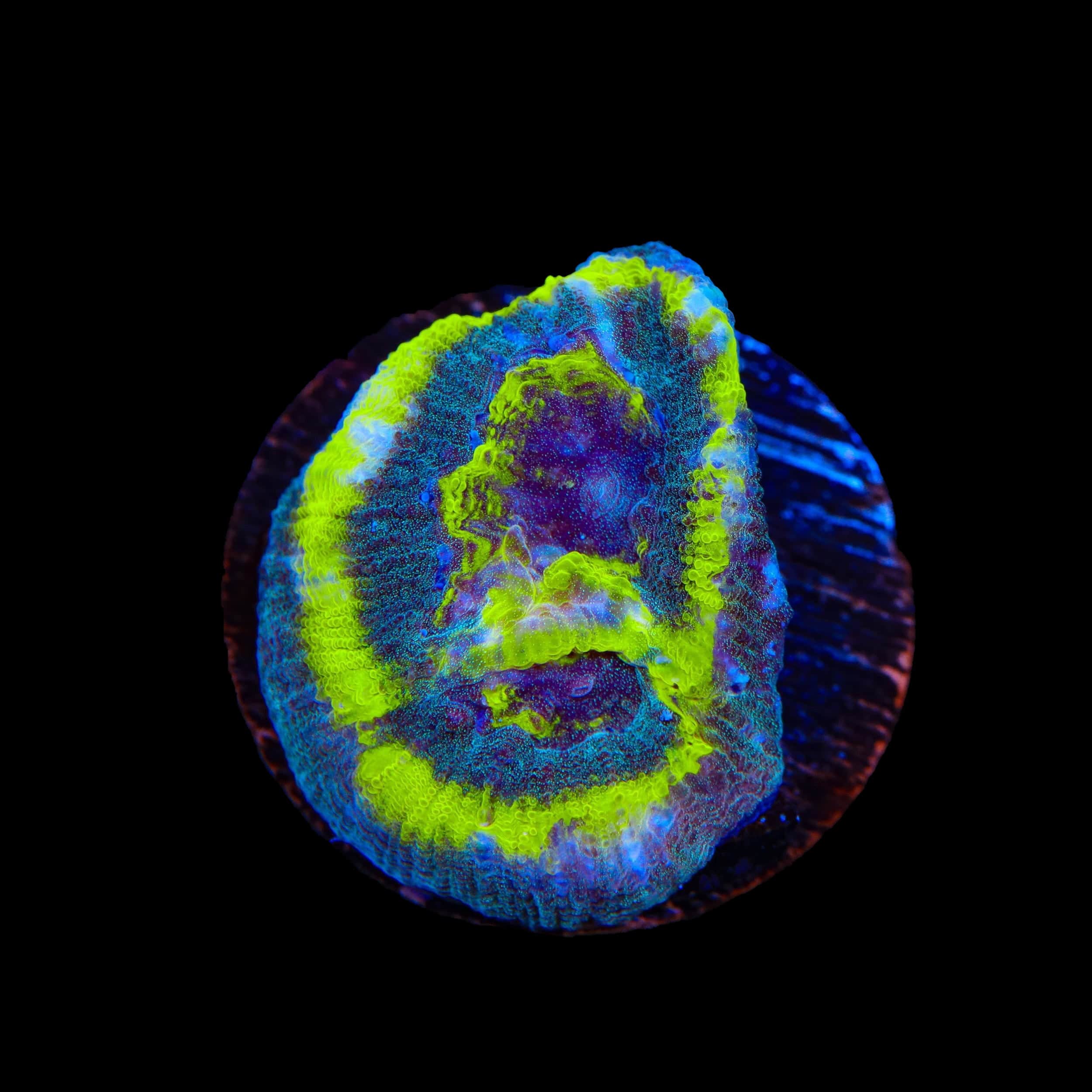 TSA Out of Bounds Favia Coral