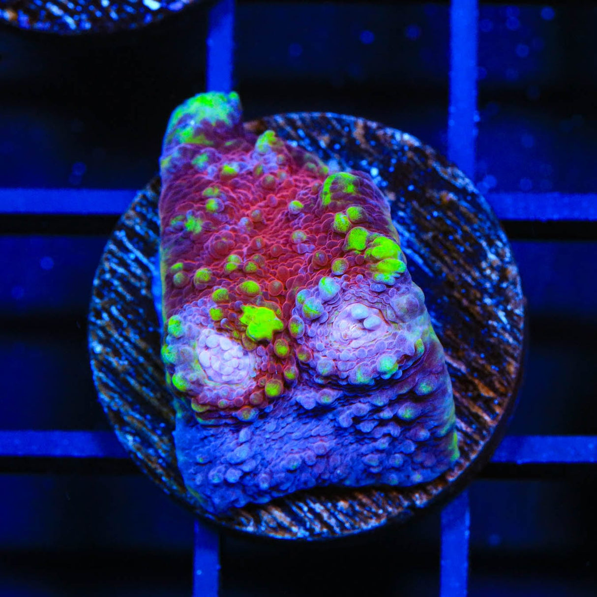 TSA Paint Splatter Chalice Coral